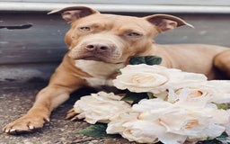 Amerikaanse Bully honden te koop: Bully pups  in Lelystad - Afbeelding 3