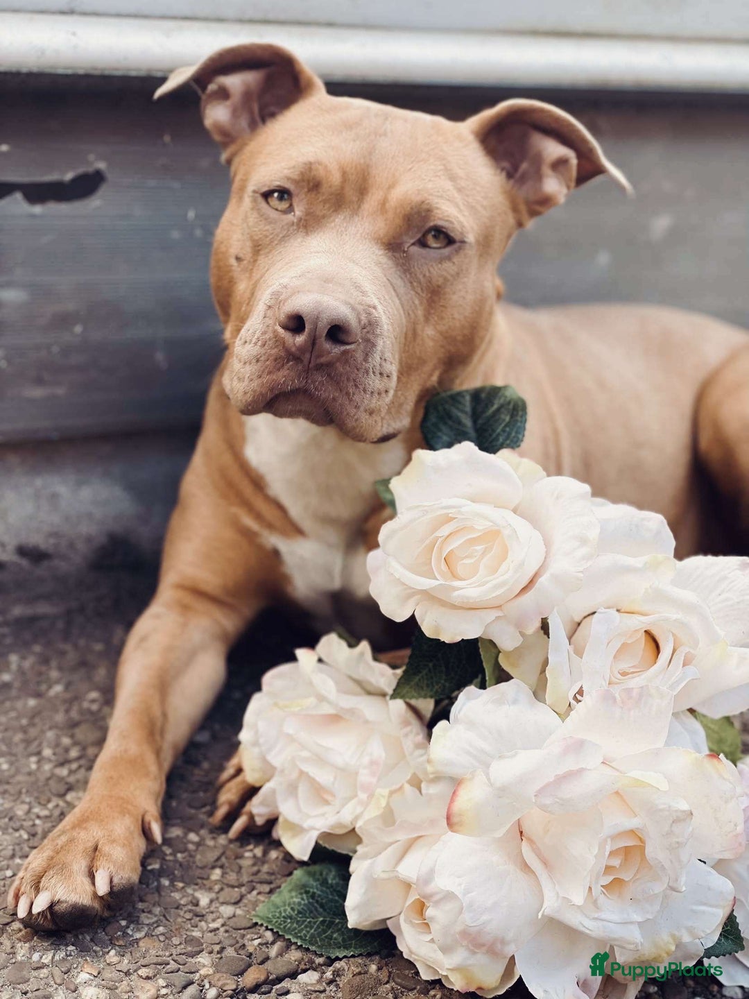 Amerikaanse Bully honden te koop: Bully pups  in Lelystad - Afbeelding 3