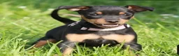Dwergpinscher honden te koop: Dwergpincher pups aangeboden  - Advertentie 8
