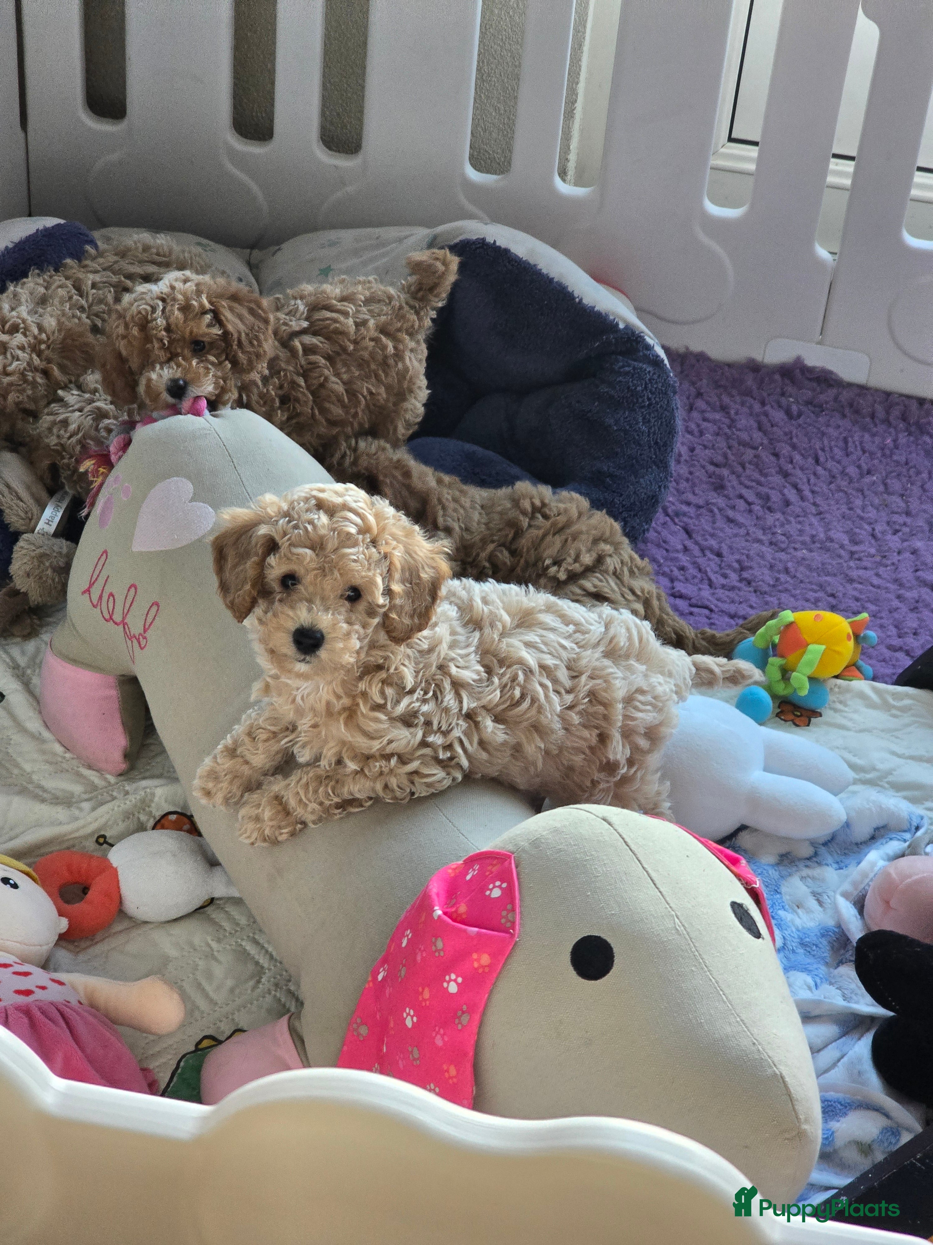 Maltipoo honden Mooie Maltipoo / toy poedel pup pups - Advertentie 2