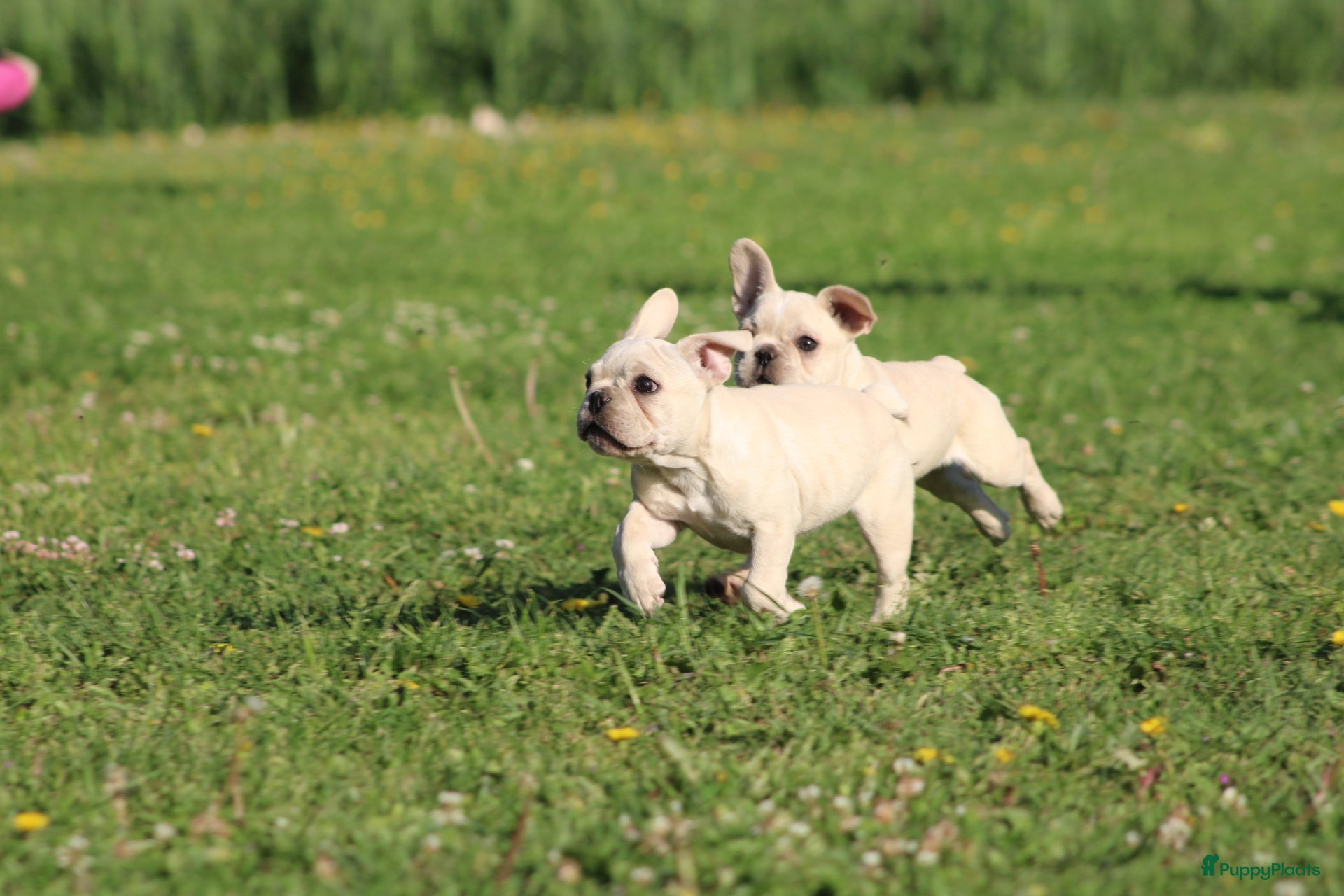 Franse Bulldog honden Franse Bulldog pups unieke creme kleur -België  - Advertentie 5