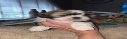 Shih Tzu honden te koop: Beschikbaar raszuivere shih-tzu pups  - Advertentie 5