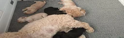 Kruising honden te koop: Onze lieve Tibe doodle pups zoeken gouden mandje - Advertentie 4