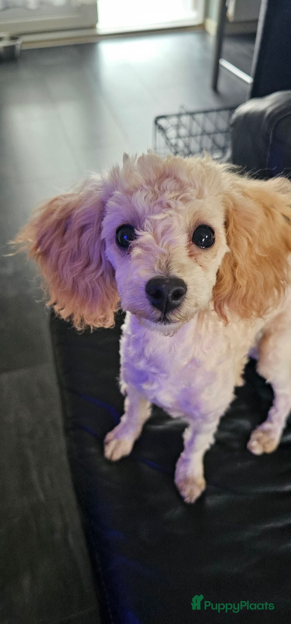 Poedel Toy honden Toypoedel vrouwtje - Advertentie 2