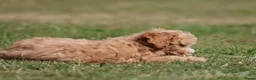 Maltipoo honden te koop: Knappe Maltipoo pups. - Advertentie 12