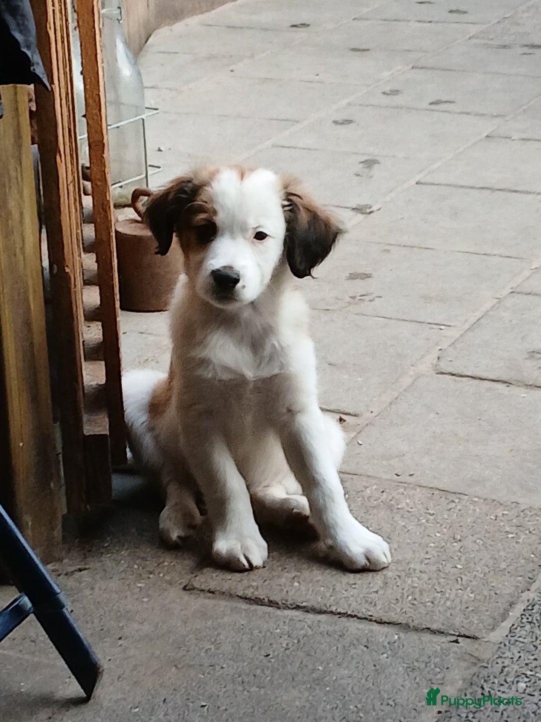 Kooikerhondje honden te koop: Kooikerhondje reu in Twijzelerheide - Afbeelding 4