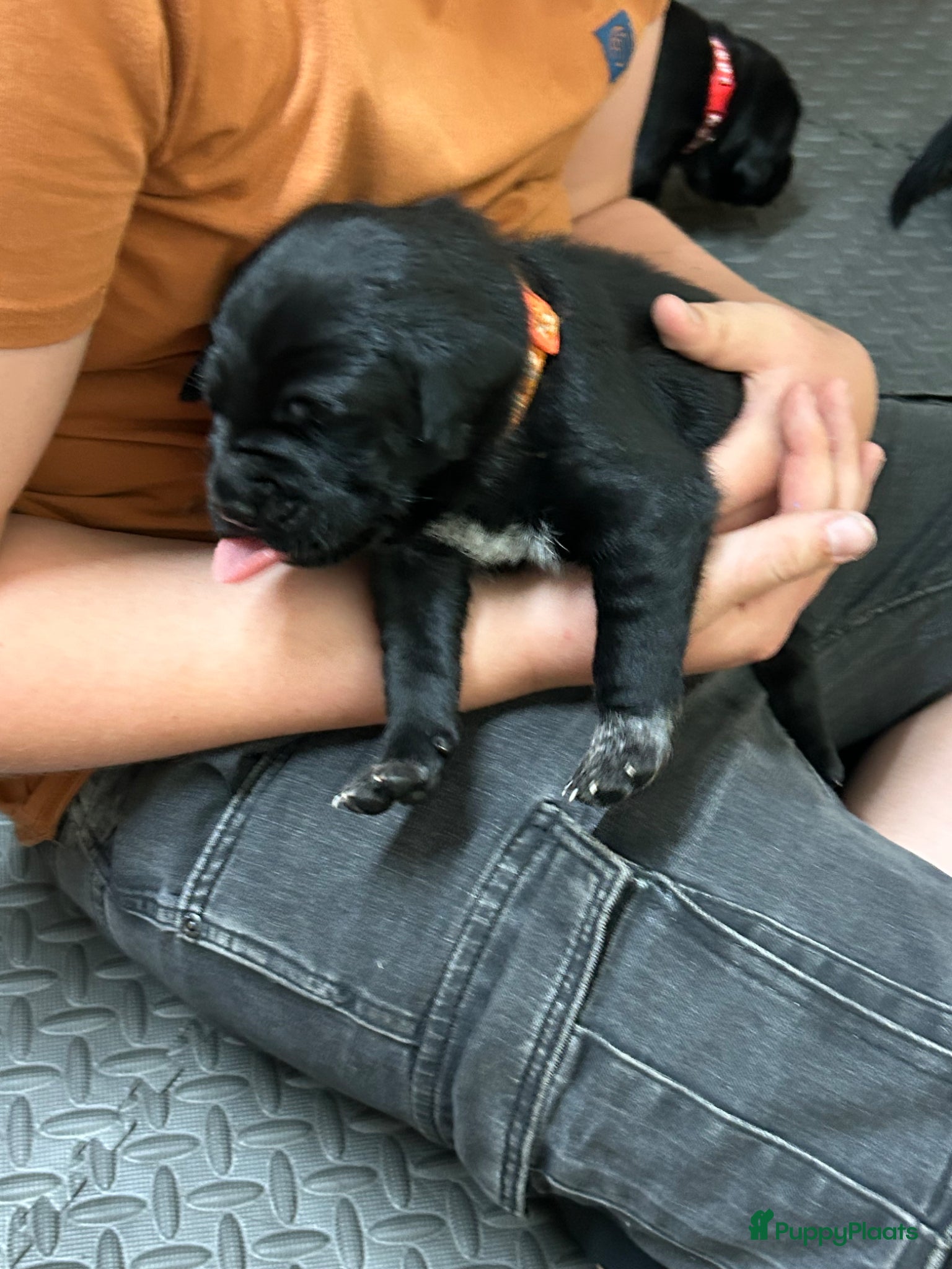 Goldador honden Labrador x Golden Retriever - Advertentie 1