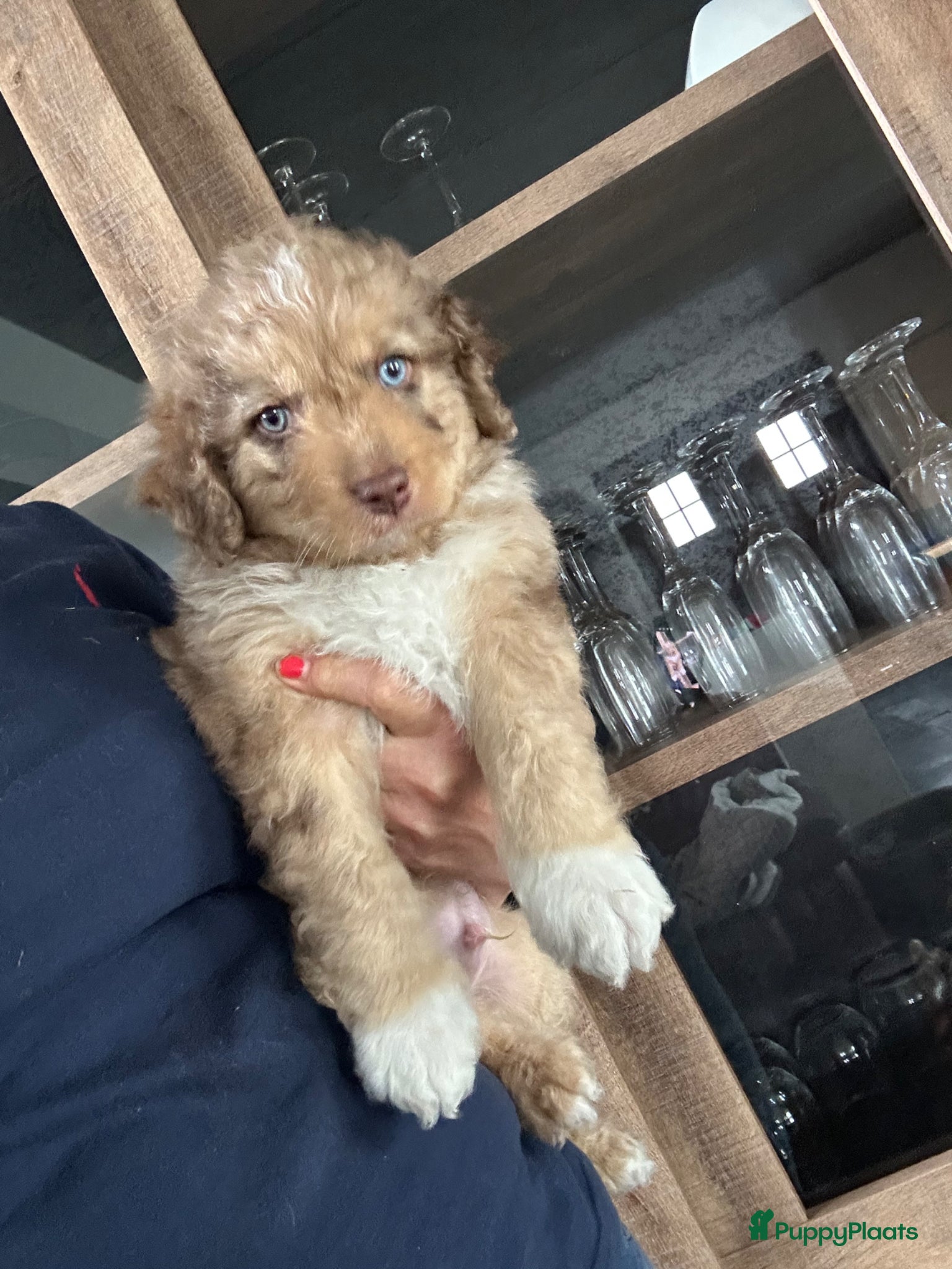 Aussiedoodle honden Australian doodle miniatuur - Advertentie 1