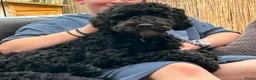Australian Labradoodle honden te koop: Labradoodle pups - Advertentie 12