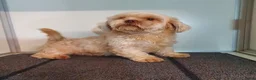 Shihpoo honden te koop: Lieve shihpoo pupjes te koop ook bruin/wit - Advertentie 7