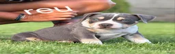 Amerikaanse Bully honden te koop: American bully pocket - Advertentie 4