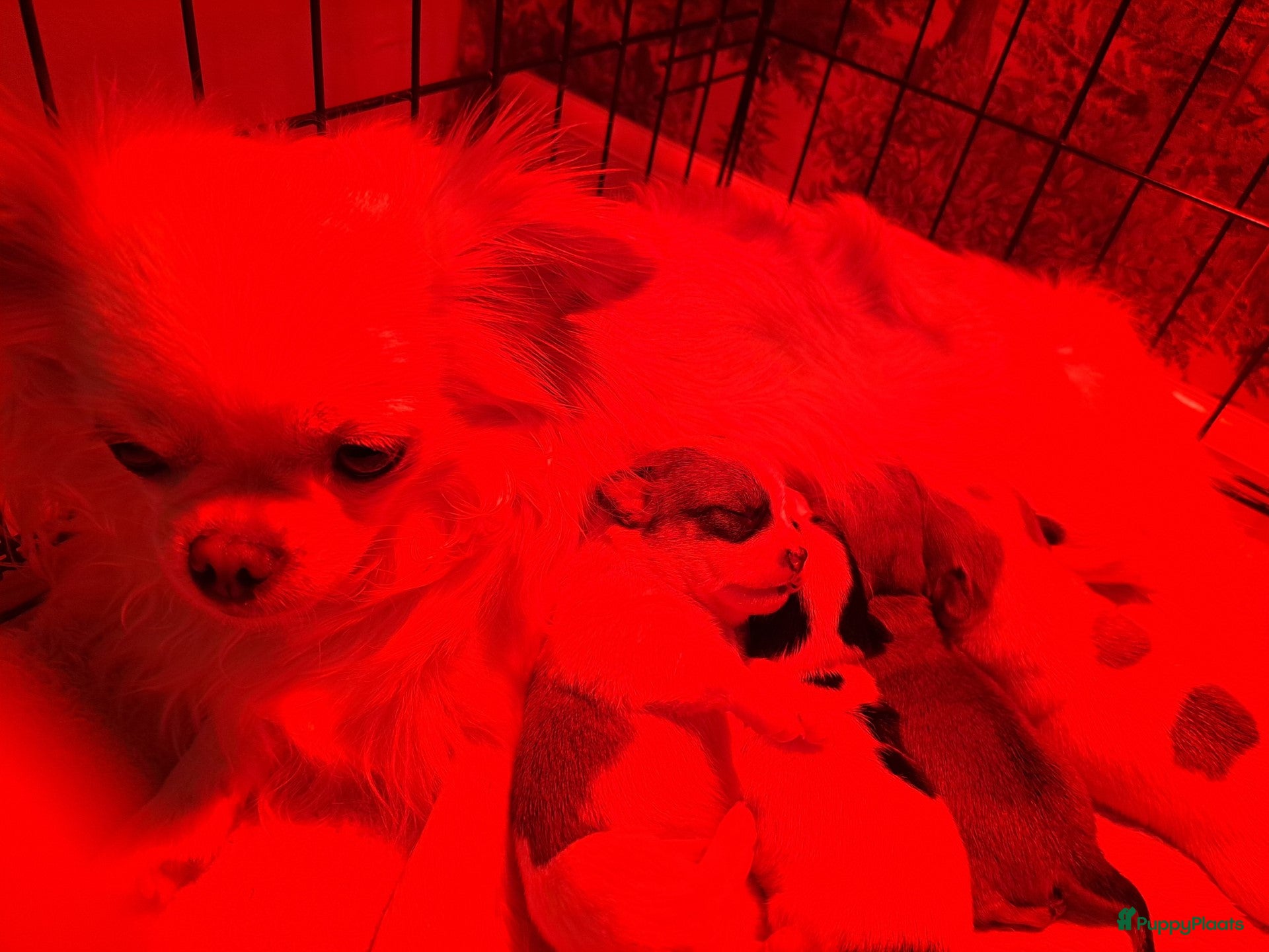 Chihuahua honden Mooi reutje beschikbaar - Advertentie 1