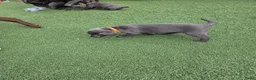 Labrador Retriever honden te koop: Charcoal labrador  retriever in Esch - Advertentie 20