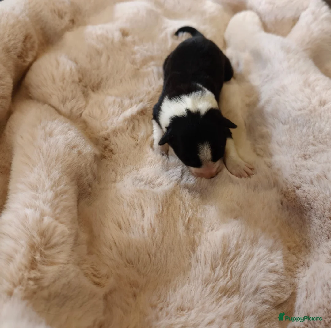 Border Collie honden te koop: Border Collie pups met FCI stamboom - Advertentie 2