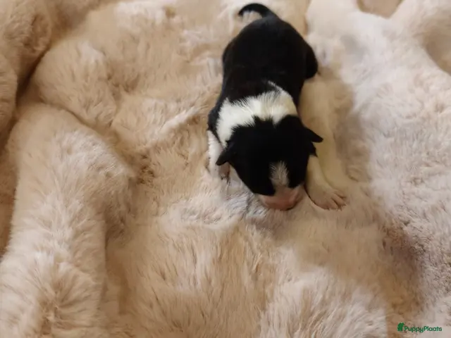 Border Collie honden te koop: Border Collie pups met FCI stamboom - Advertentie 2