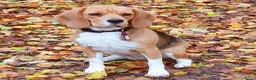 Beagle honden te koop: Prachtige raszuivere Beagle pups in Zandvoort - Advertentie 5