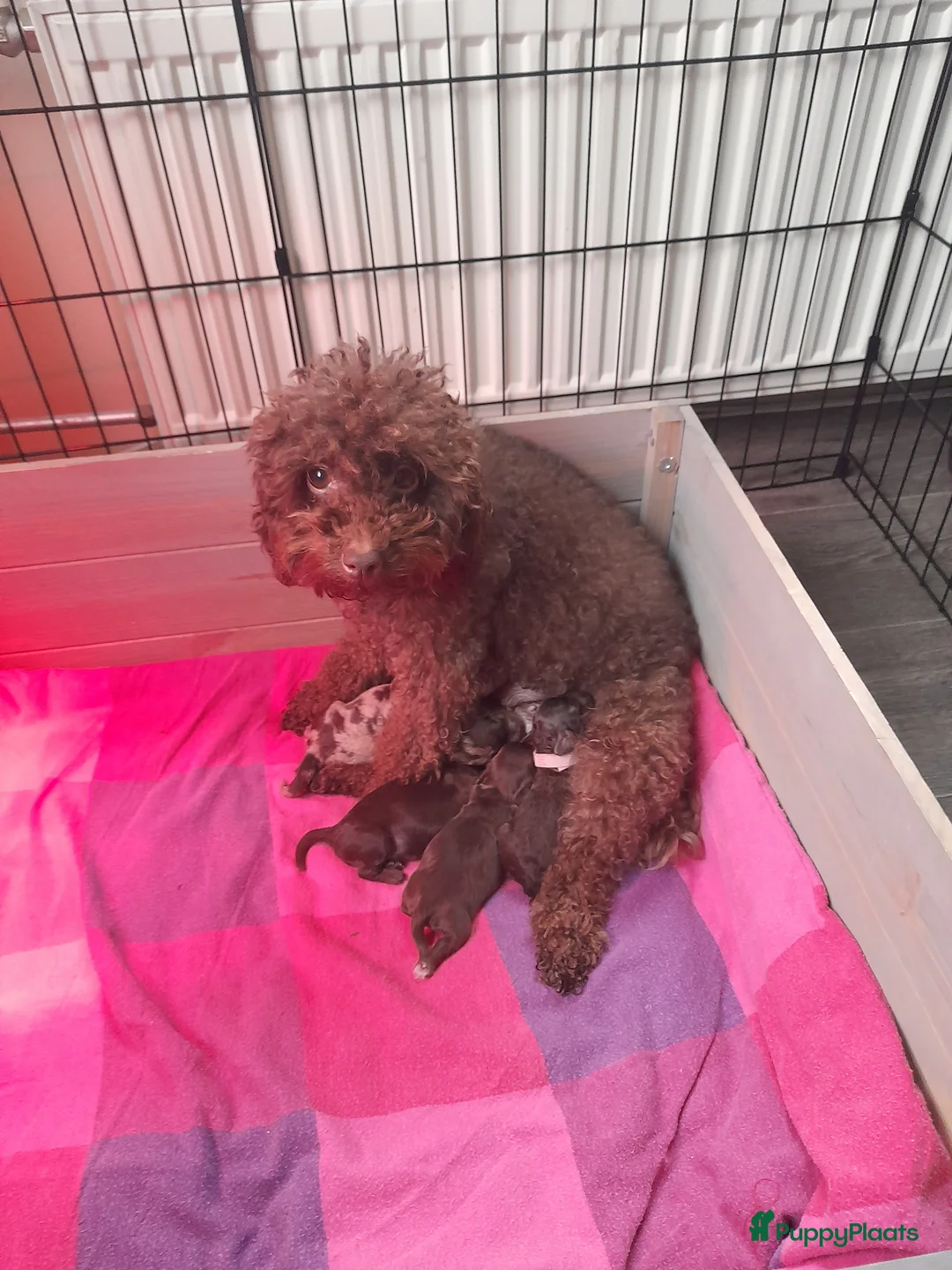 Labradoodle honden te koop: Super mooi nestje van 4 mini labradoodles - Advertentie 1