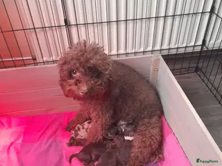 Labradoodle honden Super mooi nestje van 4 mini labradoodles - Advertentie 1