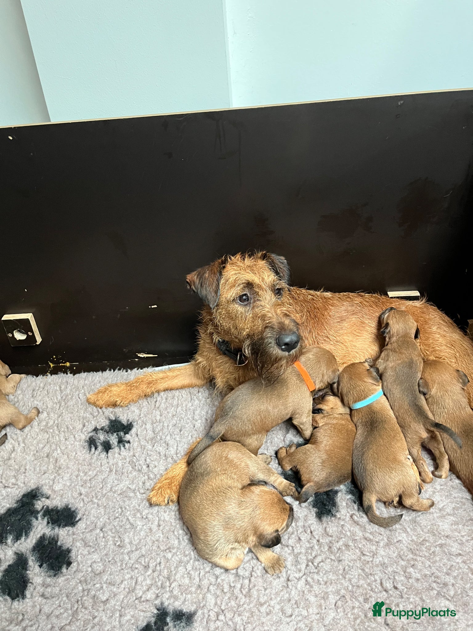 Ierse Terriër honden Pups Ierse Terriër met stamboom - Advertentie 2