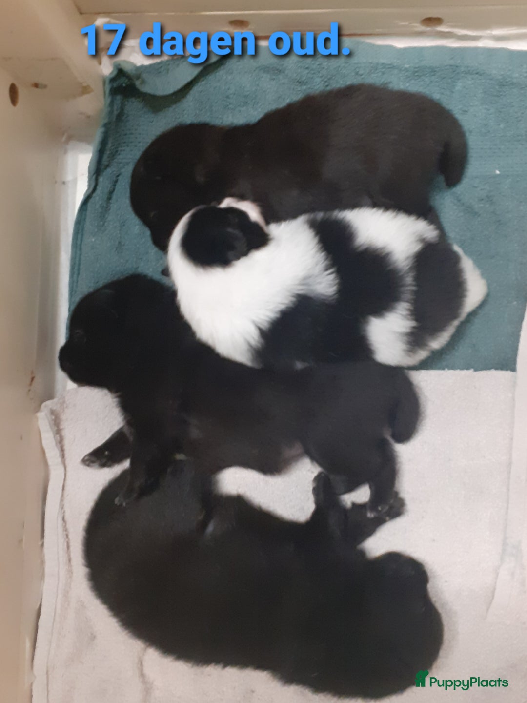 Pomeriaan honden te koop: 4 Prachtige pomeriaan/dwergkees pups. 💙💜 - Advertentie 19