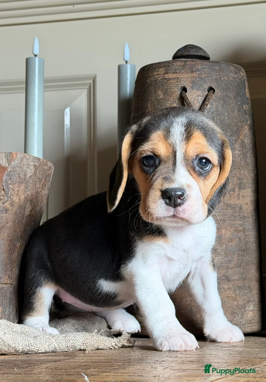 Beagle honden te koop: Beagle pups met FCI uitgebreid getest!! - Advertentie 14