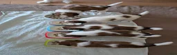 Kooikerhondje honden te koop: Raszuivere Kooikerpup reu. - Advertentie 24