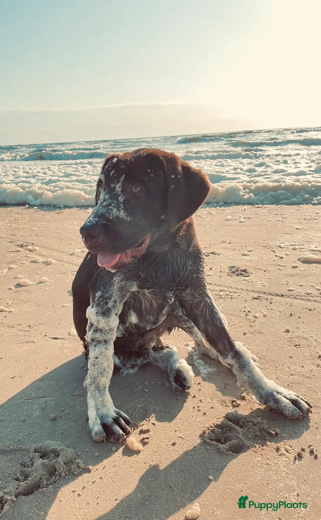 Labrador Retriever honden ter dekking: Mooie reu ter dekking aangeboden  - Advertentie 4