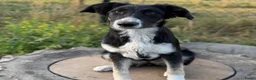 Kruising honden ter adoptie: Cocoo - Advertentie 1