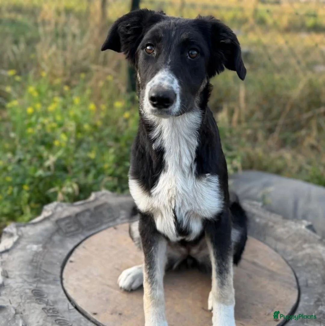 Kruising honden ter adoptie: Cocoo - Advertentie 1