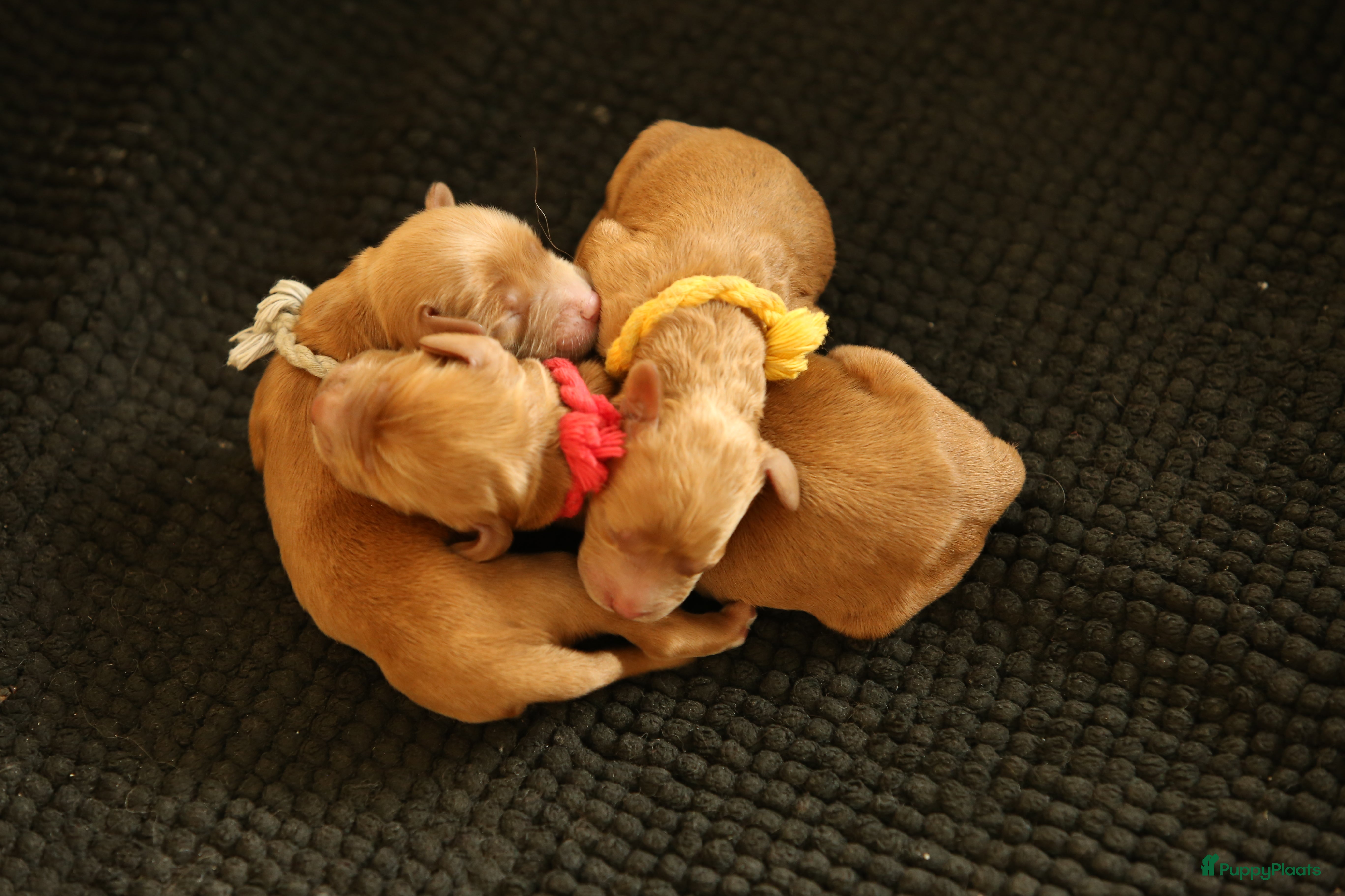 Australian Labradoodle honden Australische Labradoodle pupjes - Advertentie 2