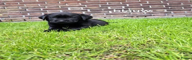 Labrador Retriever Puppy 3