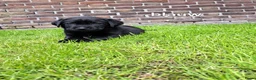 Labrador Retriever honden te koop: Labrador kruising - Advertentie 8