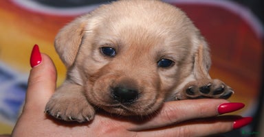 Labrador Retriever honden Raszuiver labrador pups blond zwart en bruin  - Advertentie 5
