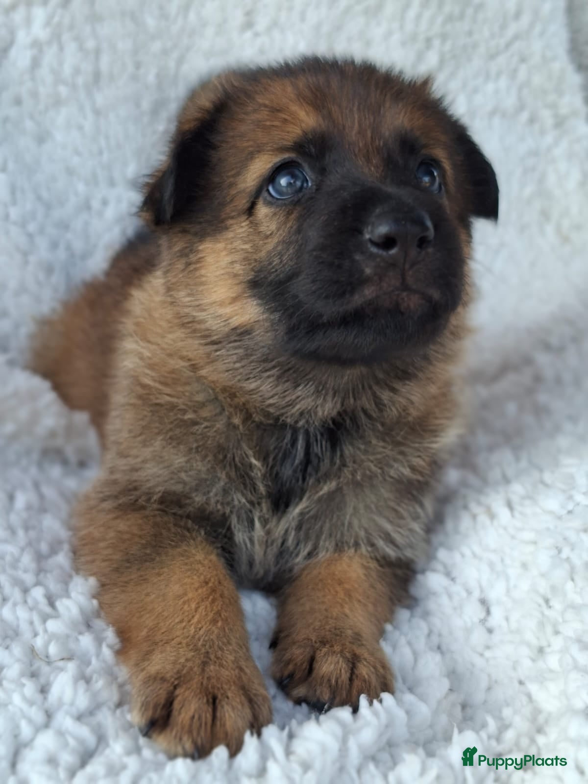 Duitse Herder honden Duitse herder pups - Advertentie 11
