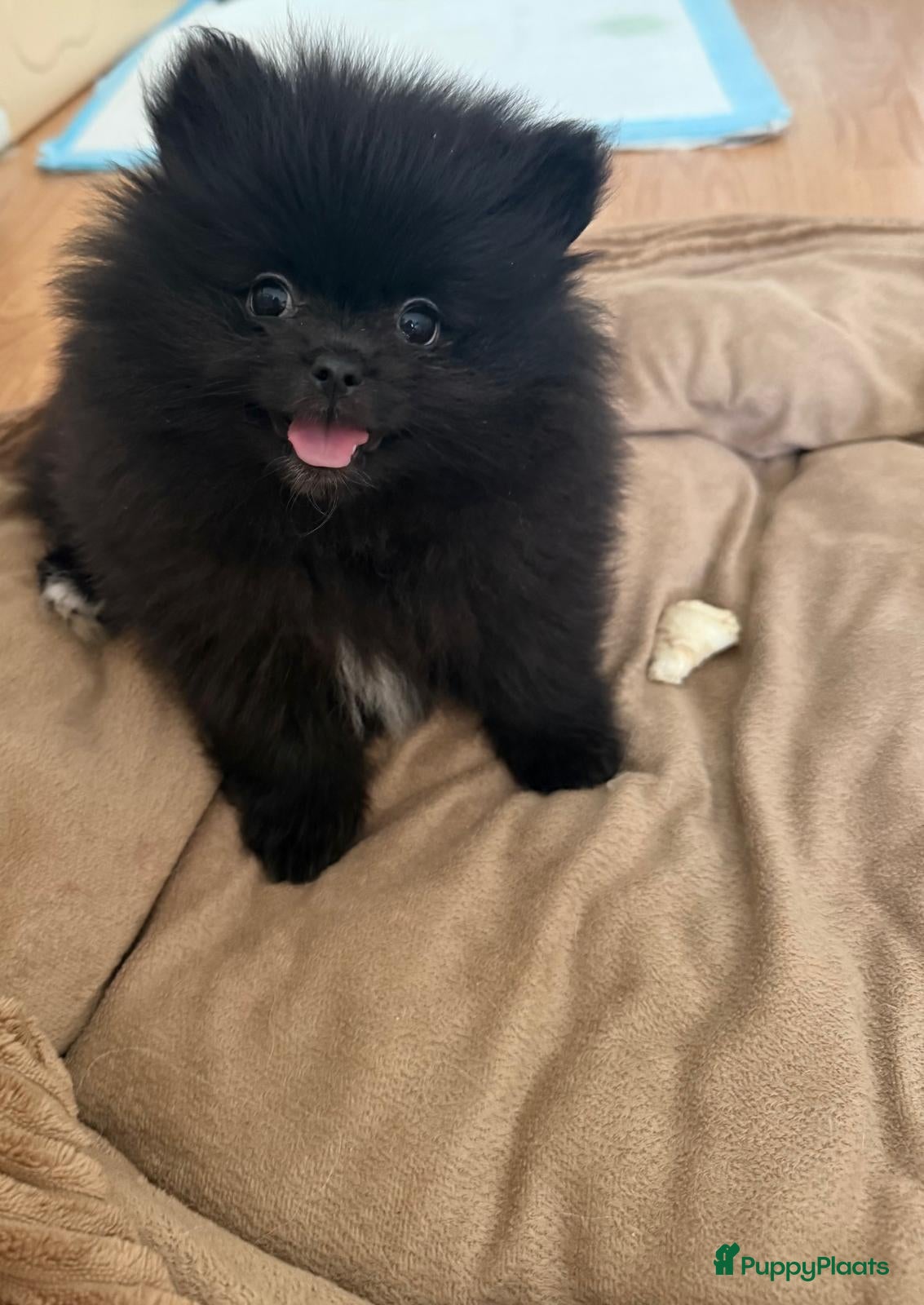 Pomeriaan honden Mooie kleine zwarte pomeranians/dwergkees pups - Advertentie 14
