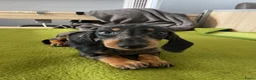 Teckel (korthaar)  honden te koop: Te koop nog 1 reutje kanichen  teckel  - Advertentie 3