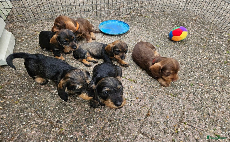 Ruwhaar Teckel honden - Advertentie 1