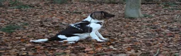 Heidewachtel honden te koop: Heidewachtel pups Kleine Münsterlander, nog 1 reu - Advertentie 13