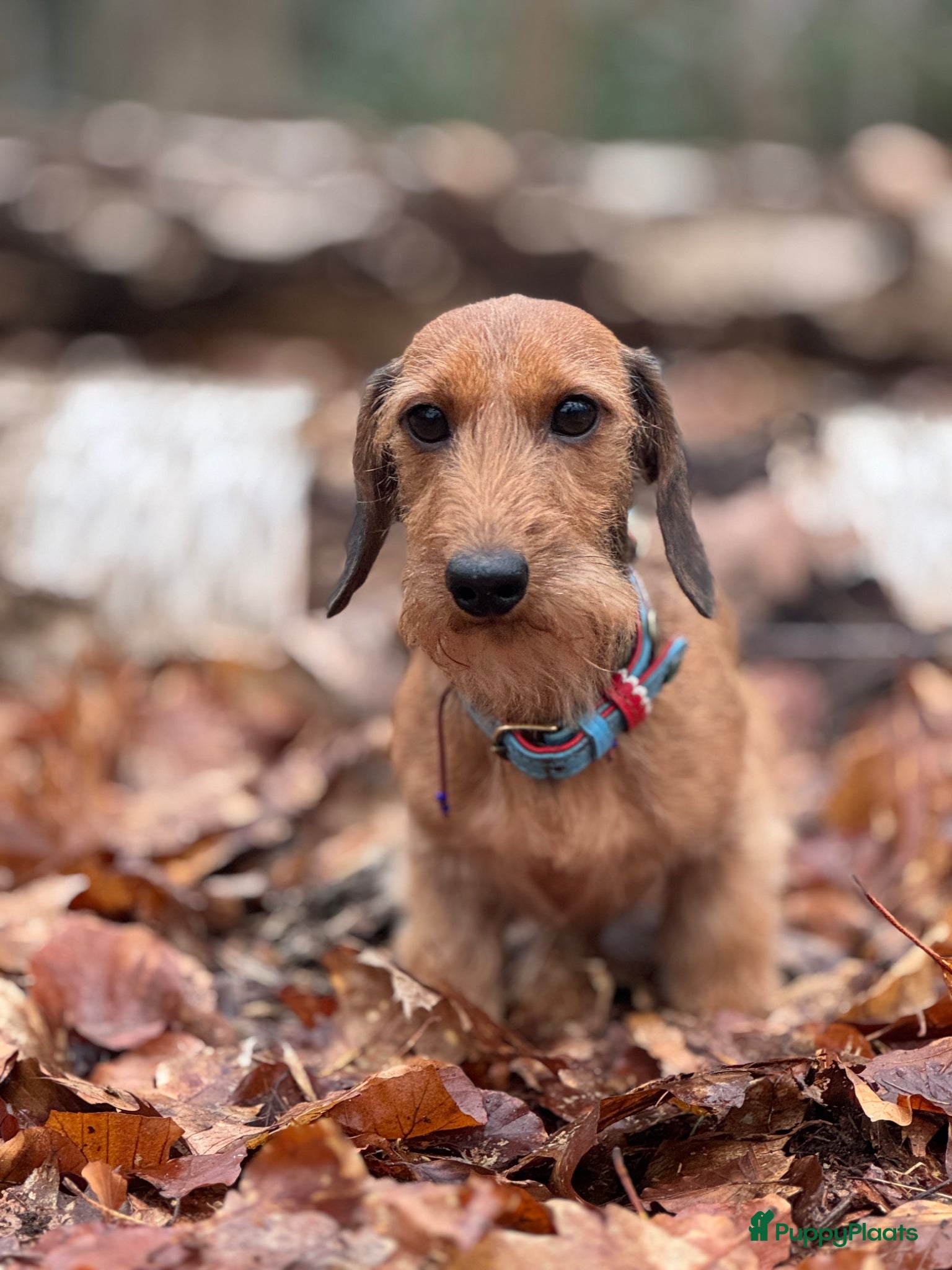 Ruwhaar Teckel honden Rode ruwharige kaninchen teckelpups- met stamboom  - Advertentie 2