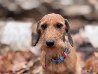 Ruwhaar Teckel honden Rode ruwharige kaninchen teckelpups- met stamboom - Advertentie 2