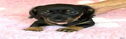 Ruwhaar Teckel honden te koop: Ruwhaar dwerg teckel pups met stamboom - Advertentie 8