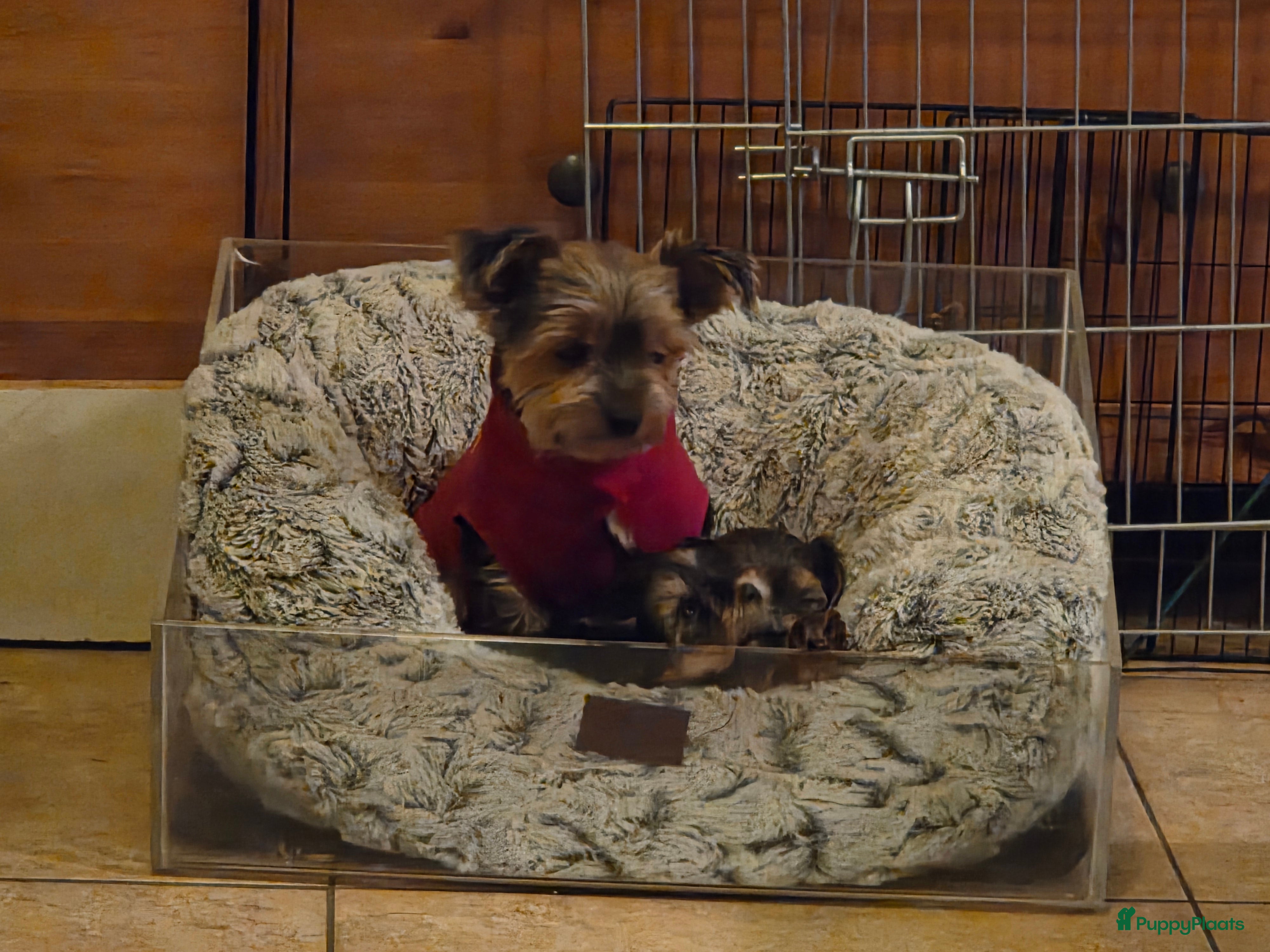 Yorkshire Terriër honden Yorkshire Terrier reu Danny - Advertentie 17