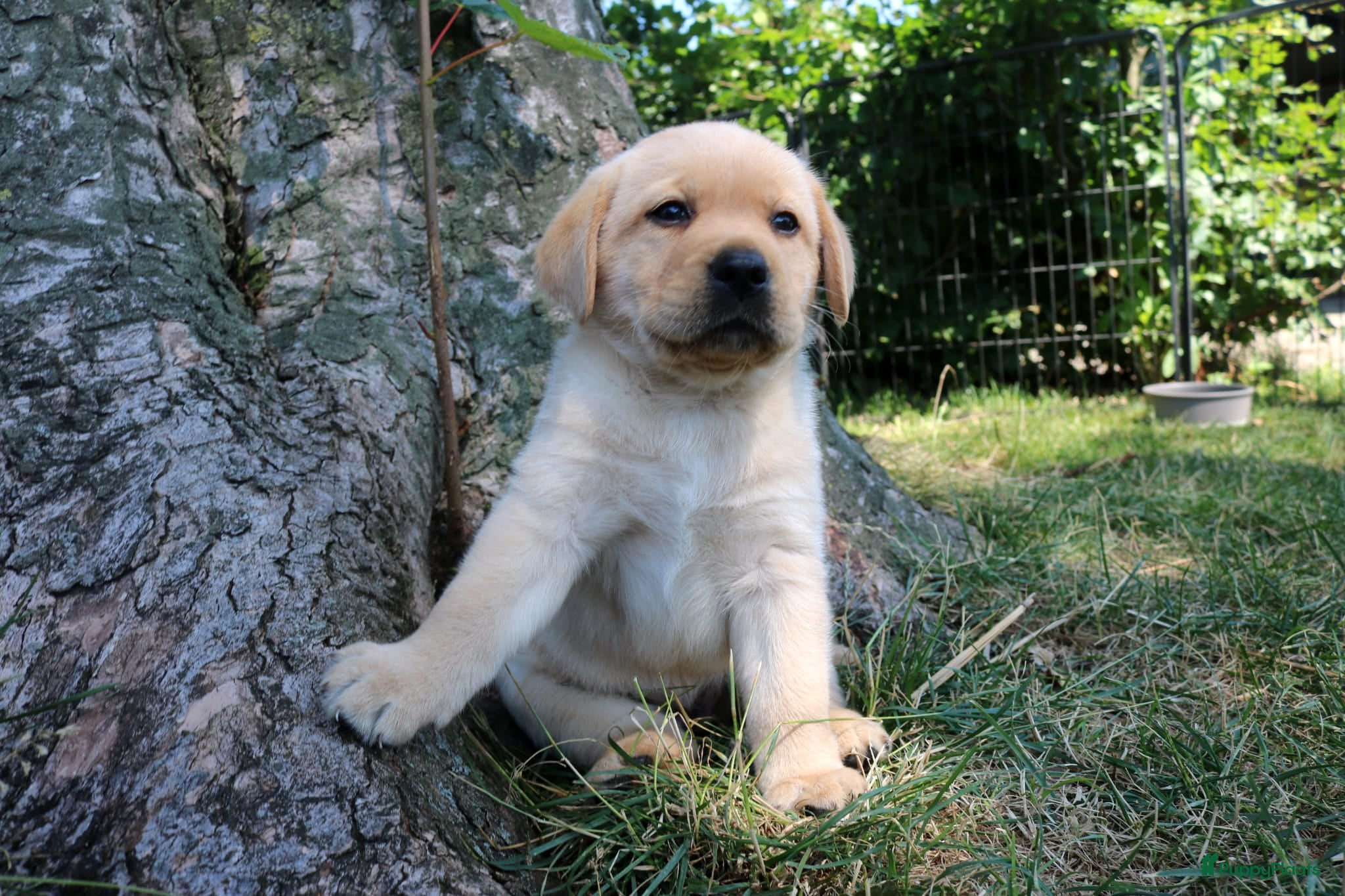 Labrador Retriever honden Mooie stamboom labrador pups - Advertentie 5