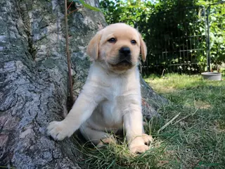 Labrador Retriever honden Mooie stamboom labrador pups - Advertentie 5