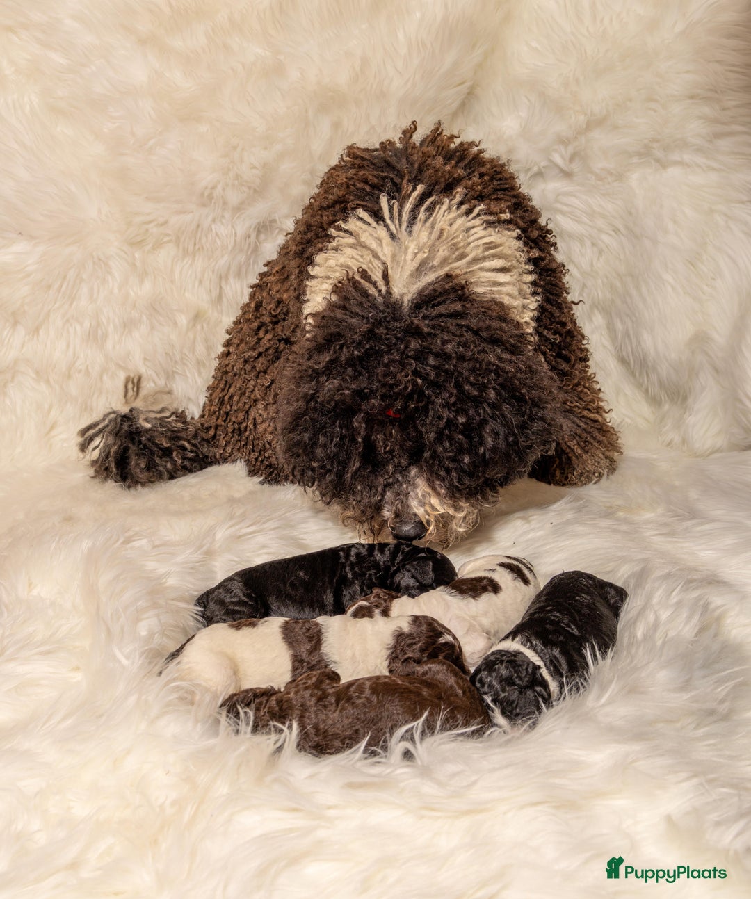 Spaanse Waterhond honden te koop: Spaanse Waterhond Puppy beschikbaar - Advertentie 8