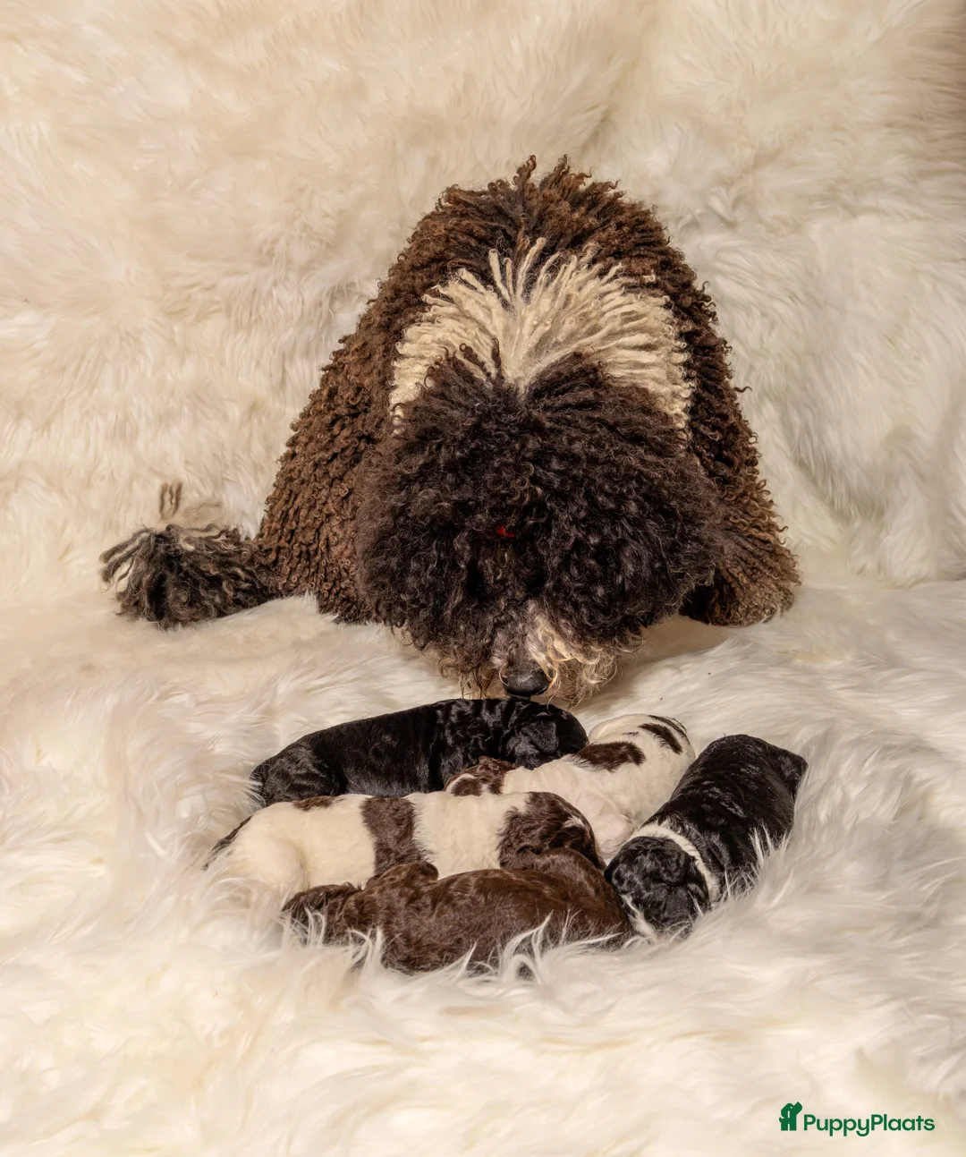 Spaanse Waterhond honden te koop: Spaanse Waterhond Puppy - Advertentie 10