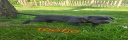 Labrador Retriever honden te koop: Prachtige Charcoal labrador pups in Jaarsveld - Advertentie 5