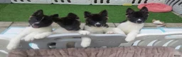 American Akita honden te koop: Prachtige American Akita Pups - Advertentie 4