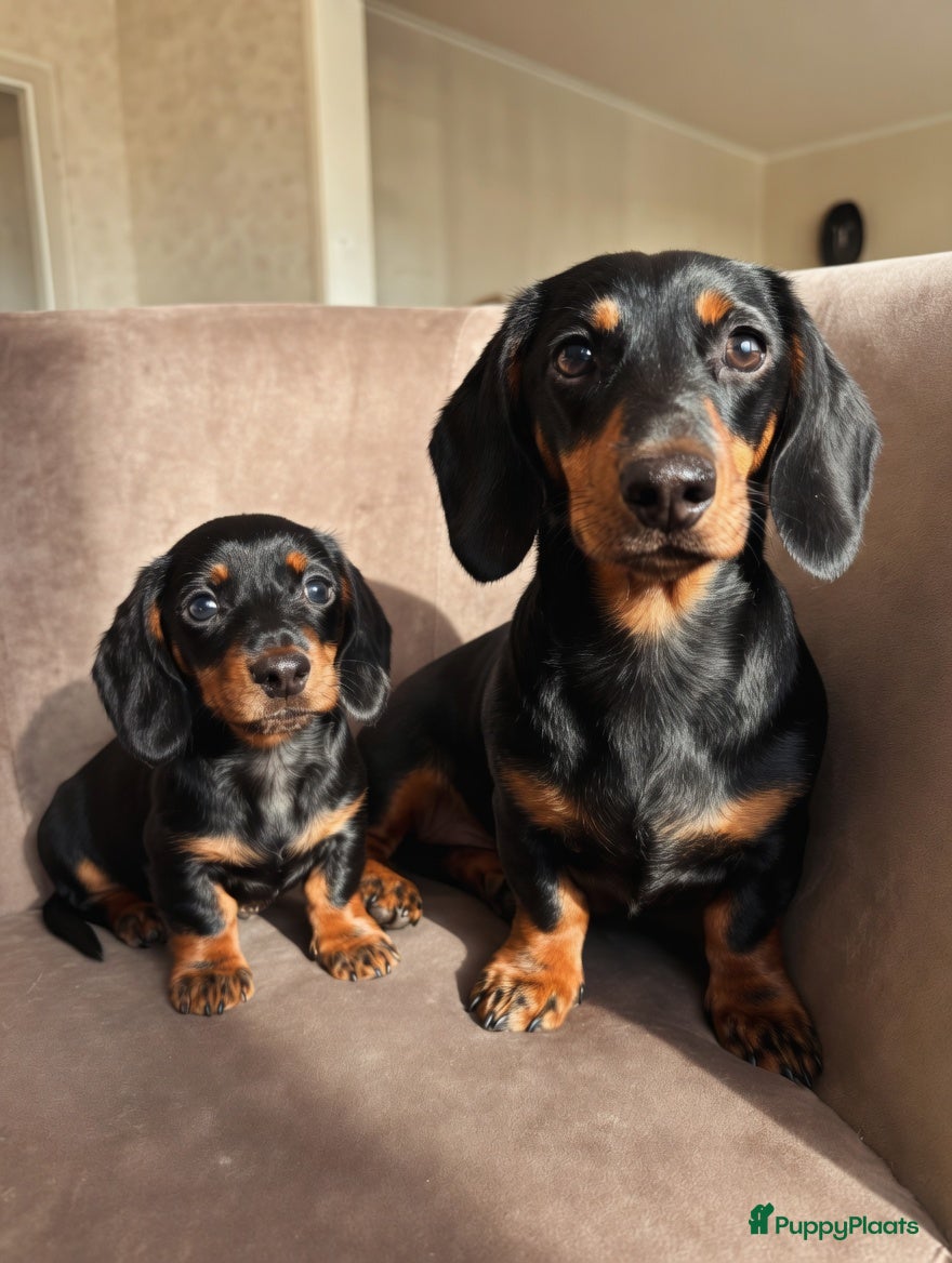 Teckel (korthaar)  honden Kortharige kaninchen teckel pups - Advertentie 1