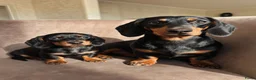 Teckel (korthaar)  honden te koop: Kortharige kaninchen teckel pups - Advertentie 1